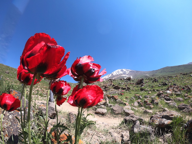 Alamkouh and Damavand Mountaineering 