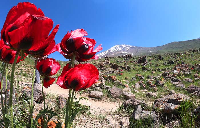 Damavand 5610m - Economic