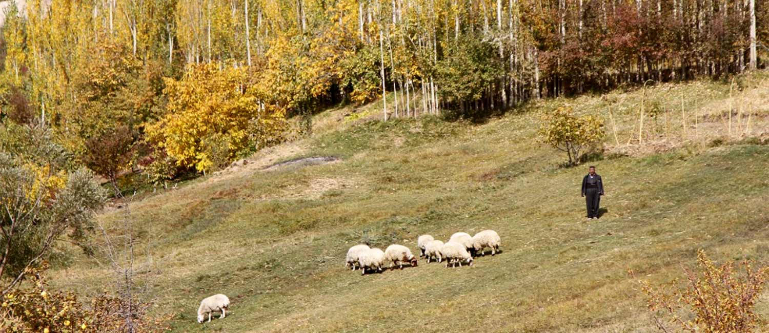 kurd