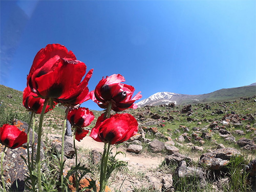 IranMTravel